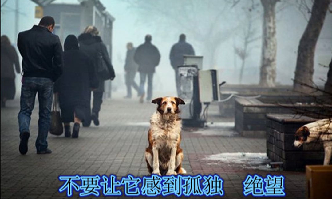 重庆重庆爱影圈微博微信转发案例